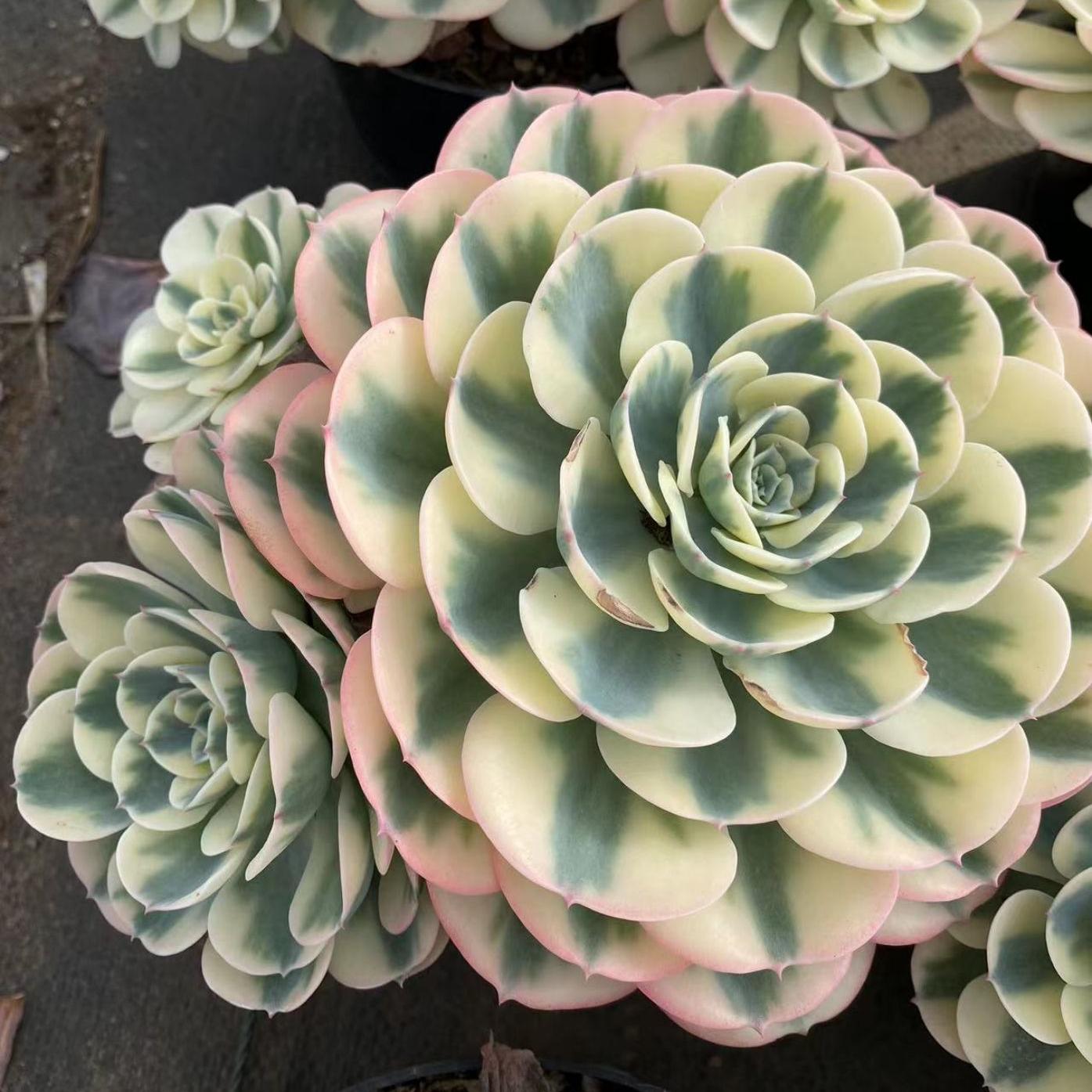 Echeveria Lenore Dean, Echeveria Lenore Dean Compton Carousel, Echeveria Lenore Dean Cluster, popular Rare and Exotic Succulent