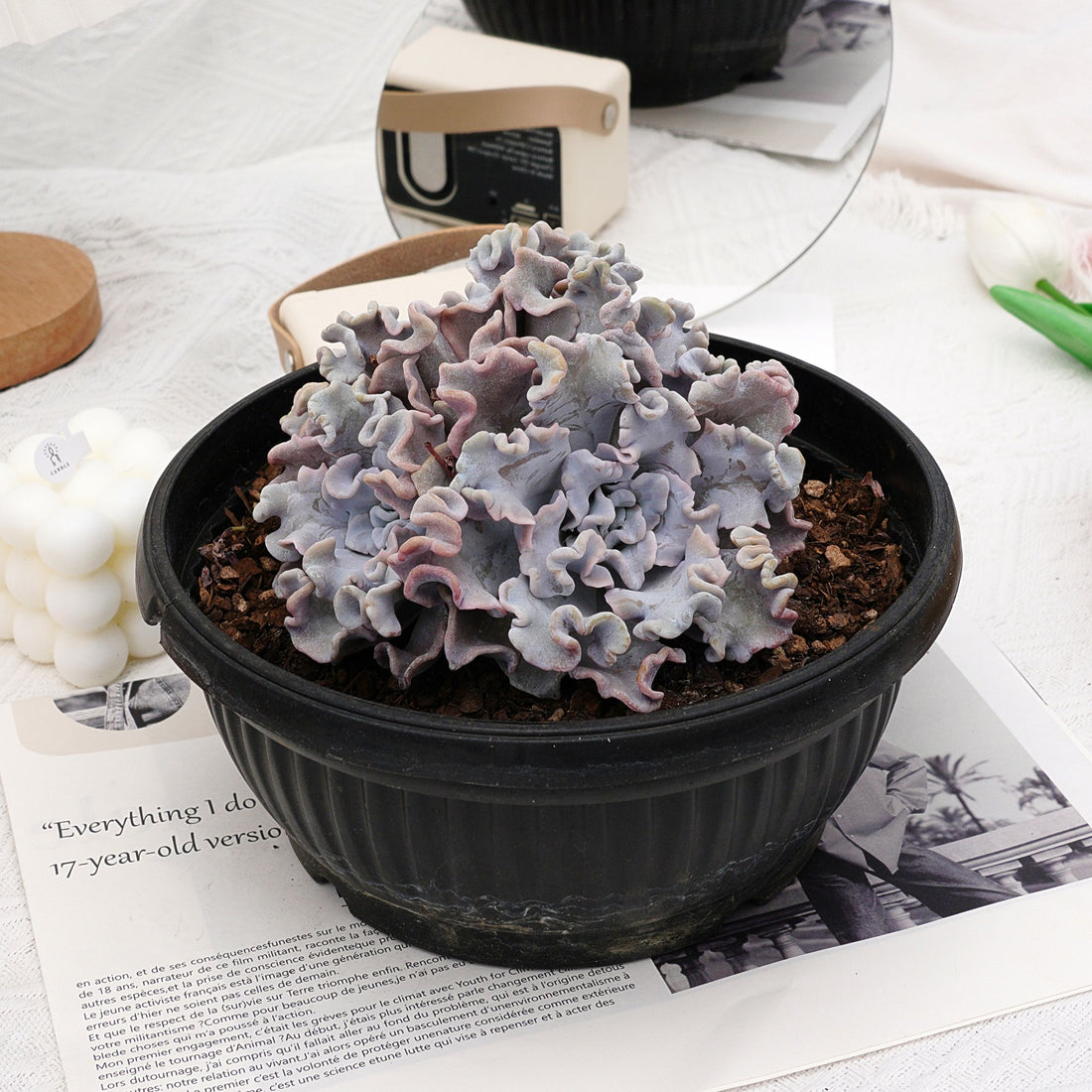7'' Echeveria White Madiba, Rare Live Succulent Plants