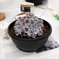7'' Echeveria White Madiba, Rare Live Succulent Plants