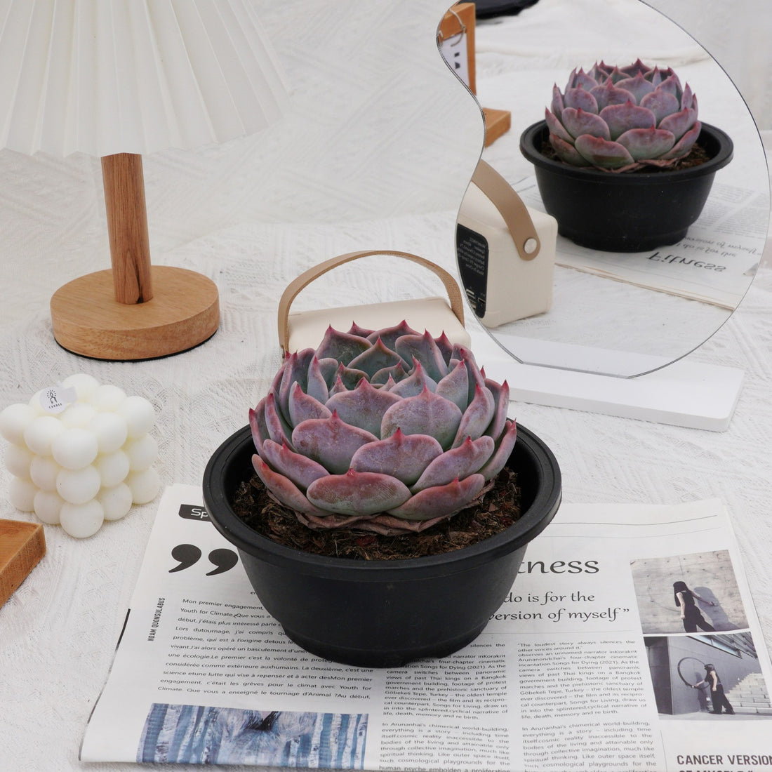 5'' Echeveria PikaChu, Rare Live Succulent Plants