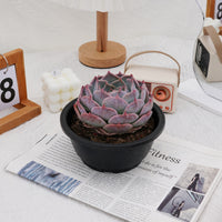 5'' Echeveria PikaChu, Rare Live Succulent Plants