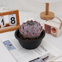 5'' Echeveria PikaChu, Rare Live Succulent Plants