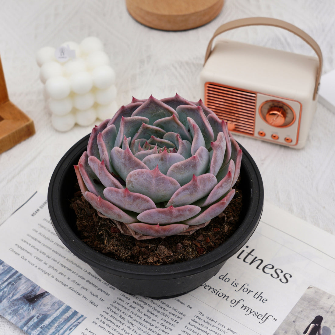 5'' Echeveria PikaChu, Rare Live Succulent Plants