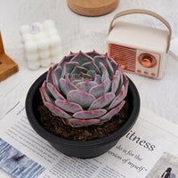 5'' Echeveria PikaChu, Rare Live Succulent Plants