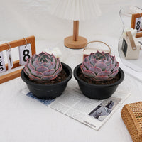 5'' Echeveria PikaChu, Rare Live Succulent Plants