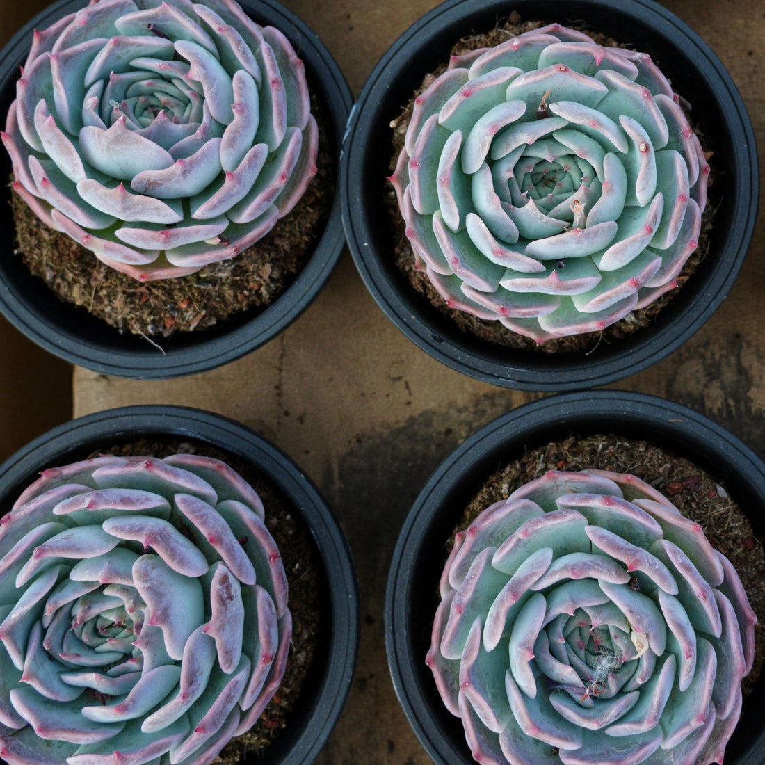 5'' Echeveria PikaChu, Rare Live Succulent Plants