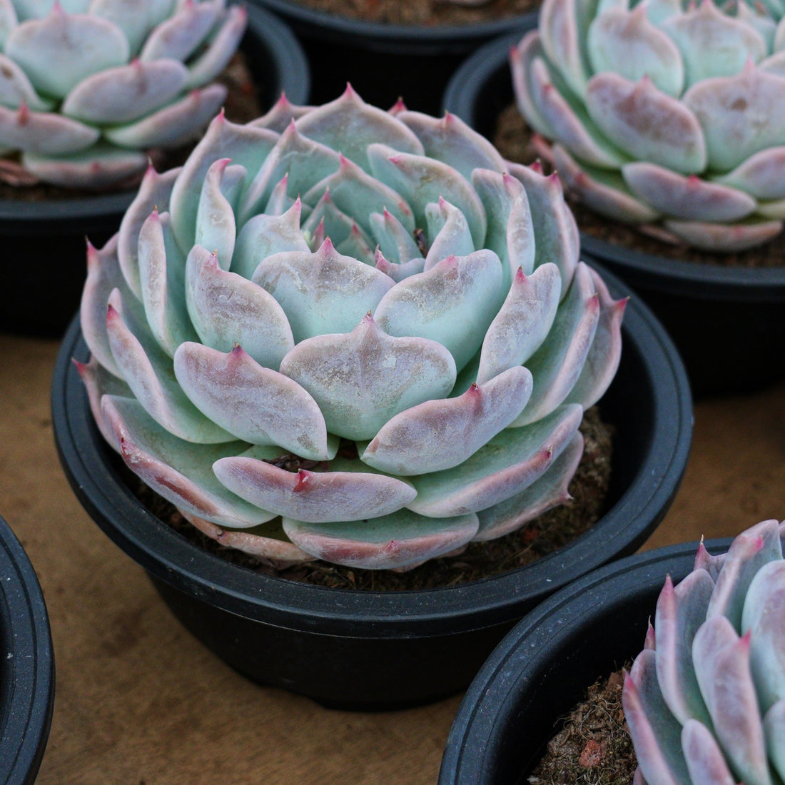 5'' Echeveria PikaChu, Rare Live Succulent Plants