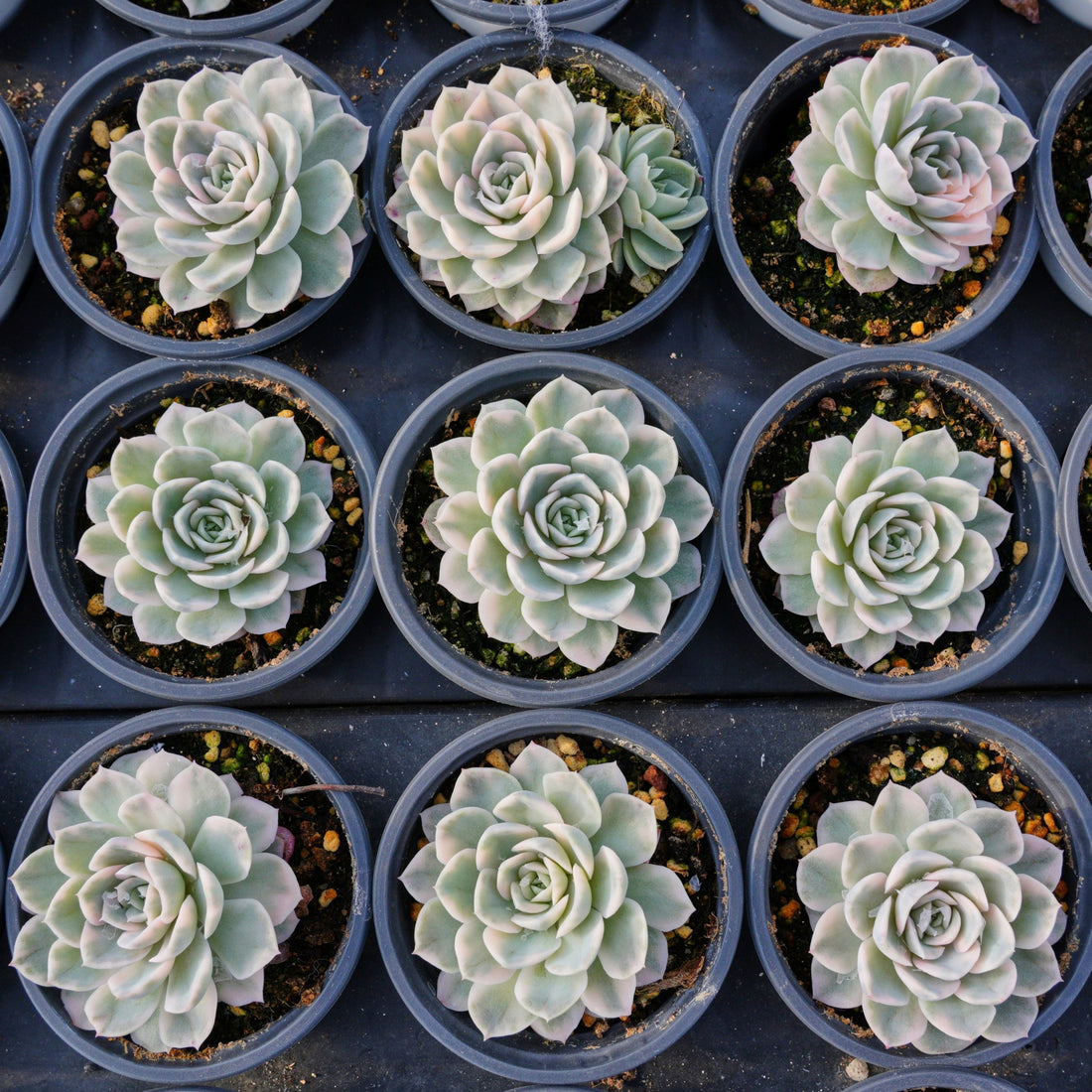 4'' Echeveria Snowball Variegated, Rare Live Succulent Plants