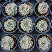 4'' Echeveria Snowball Variegated, Rare Live Succulent Plants