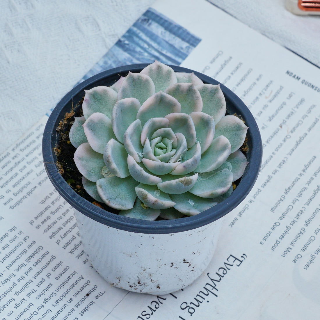 4'' Echeveria Snowball Variegated, Rare Live Succulent Plants