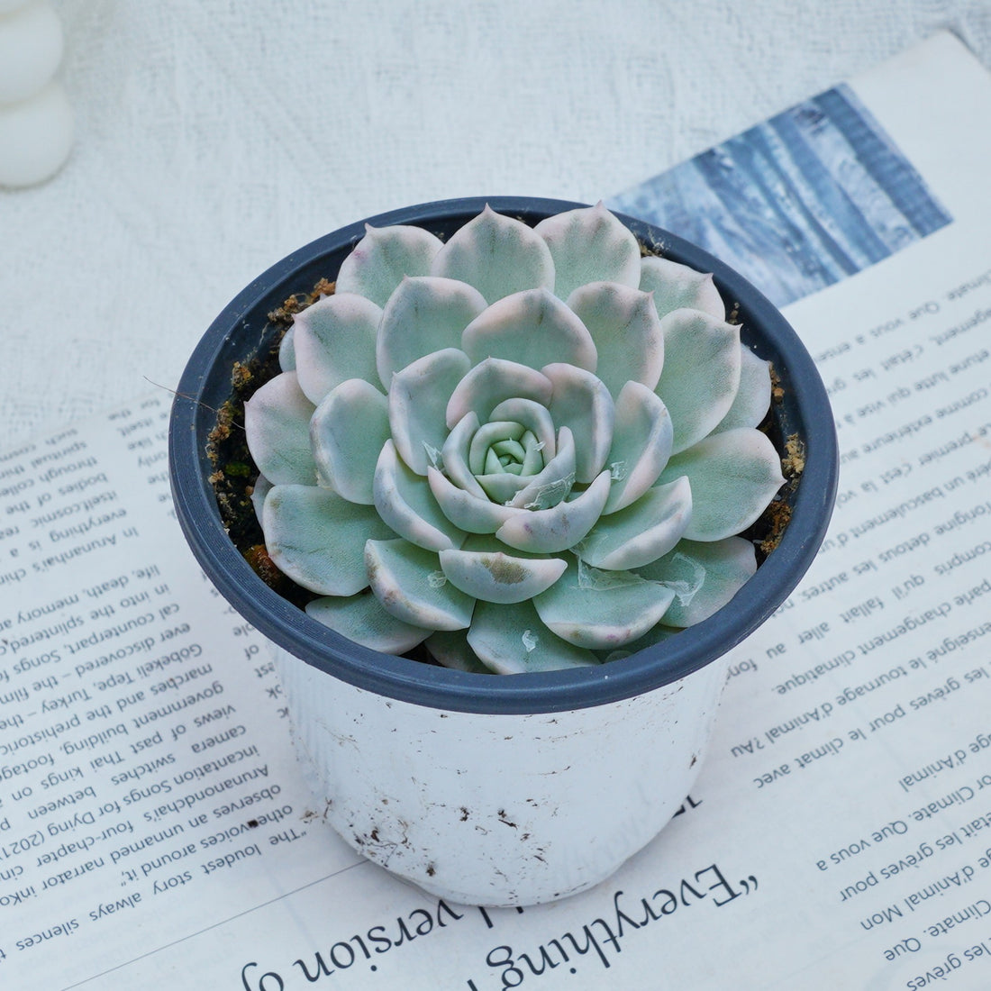 4'' Echeveria Snowball Variegated, Rare Live Succulent Plants