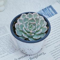 4'' Echeveria Snowball Variegated, Rare Live Succulent Plants