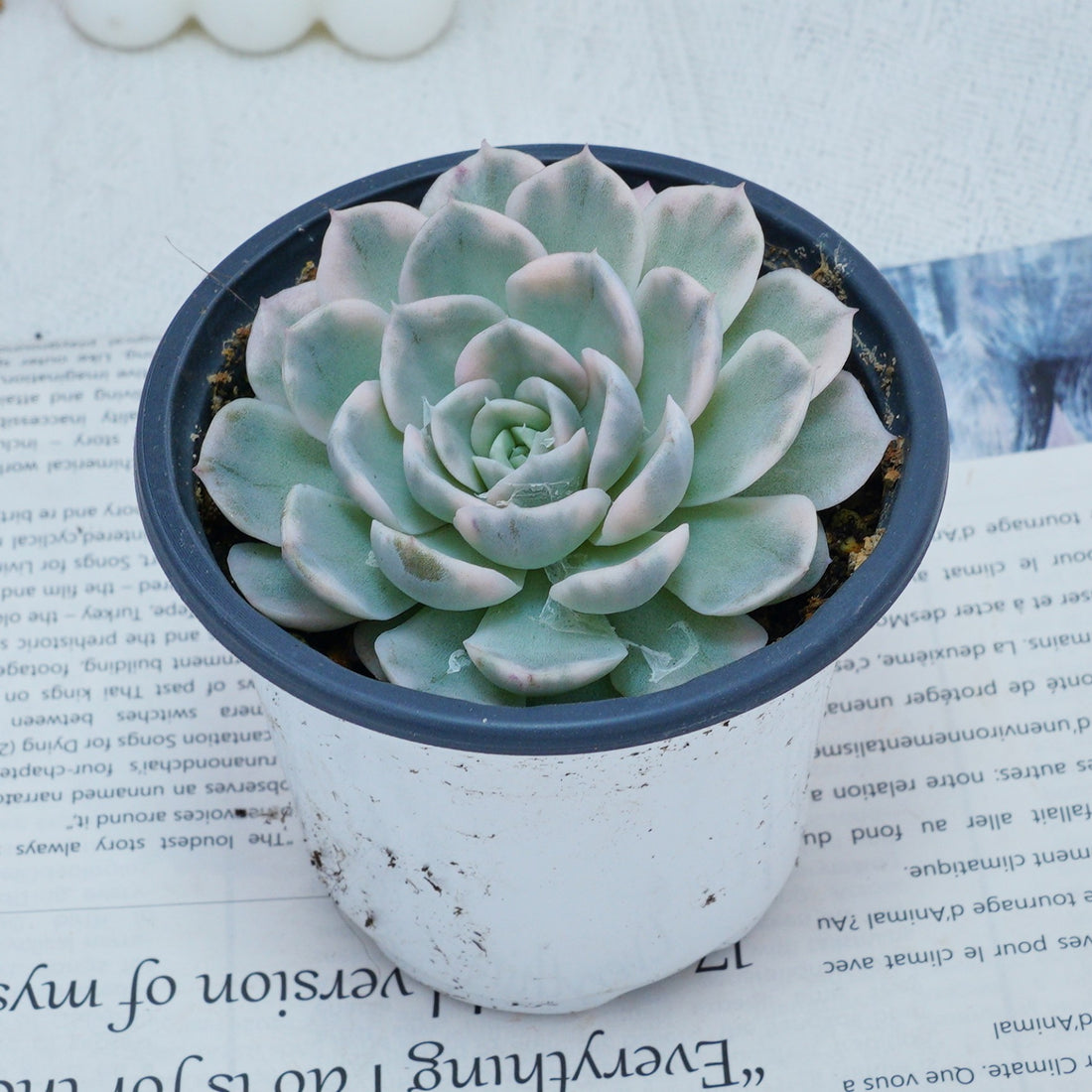 4'' Echeveria Snowball Variegated, Rare Live Succulent Plants