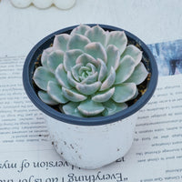 4'' Echeveria Snowball Variegated, Rare Live Succulent Plants