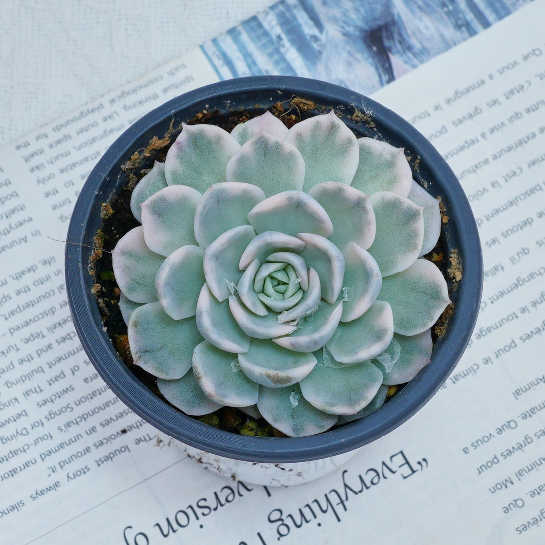 4'' Echeveria Snowball Variegated, Rare Live Succulent Plants