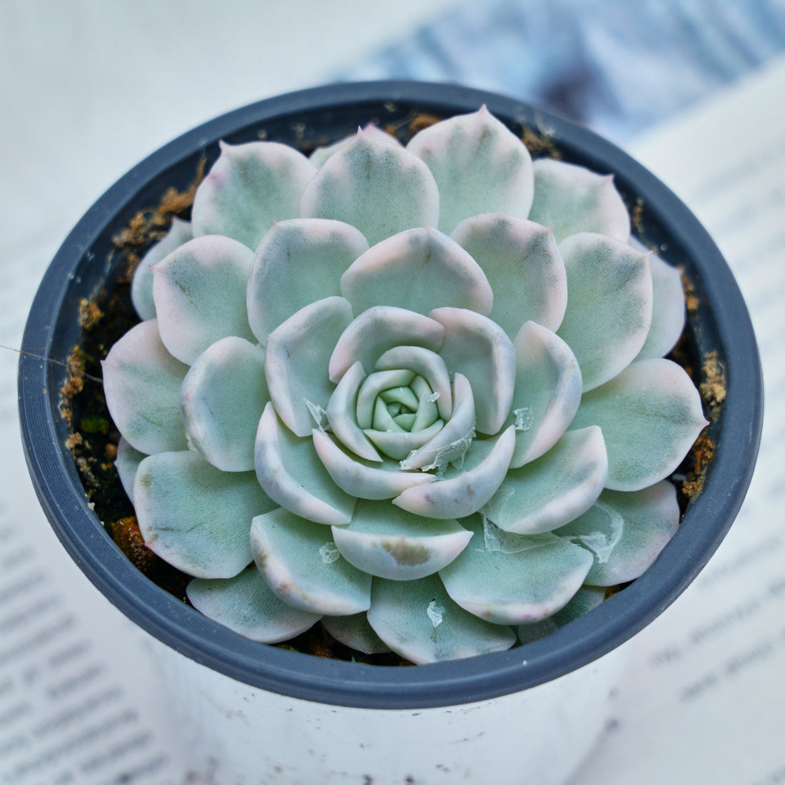 4'' Echeveria Snowball Variegated, Rare Live Succulent Plants