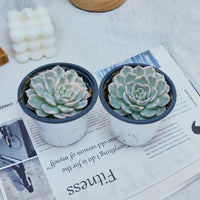 4'' Echeveria Snowball Variegated, Rare Live Succulent Plants
