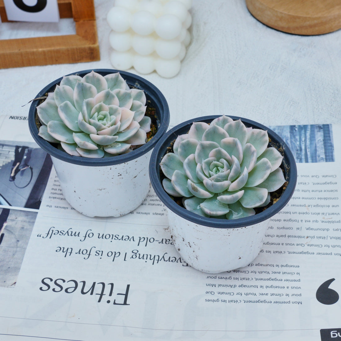 4'' Echeveria Snowball Variegated, Rare Live Succulent Plants