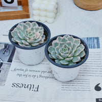 4'' Echeveria Snowball Variegated, Rare Live Succulent Plants