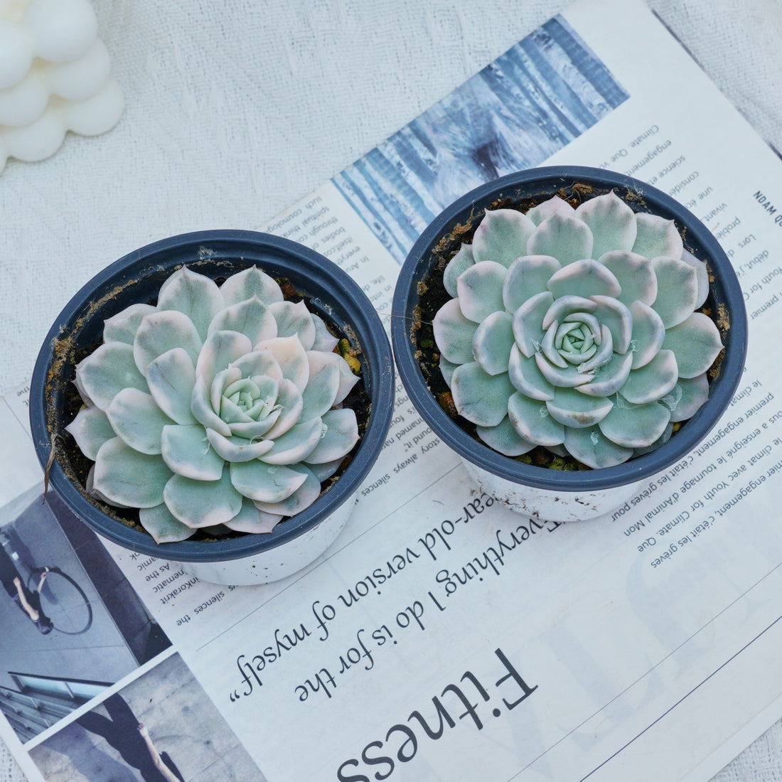 4'' Echeveria Snowball Variegated, Rare Live Succulent Plants
