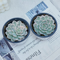 4'' Echeveria Snowball Variegated, Rare Live Succulent Plants
