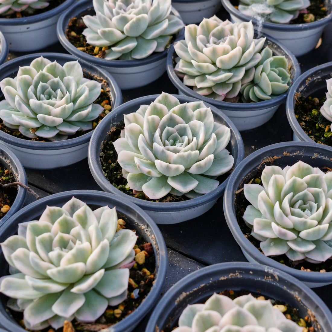 4'' Echeveria Snowball Variegated, Rare Live Succulent Plants