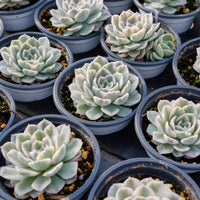 4'' Echeveria Snowball Variegated, Rare Live Succulent Plants