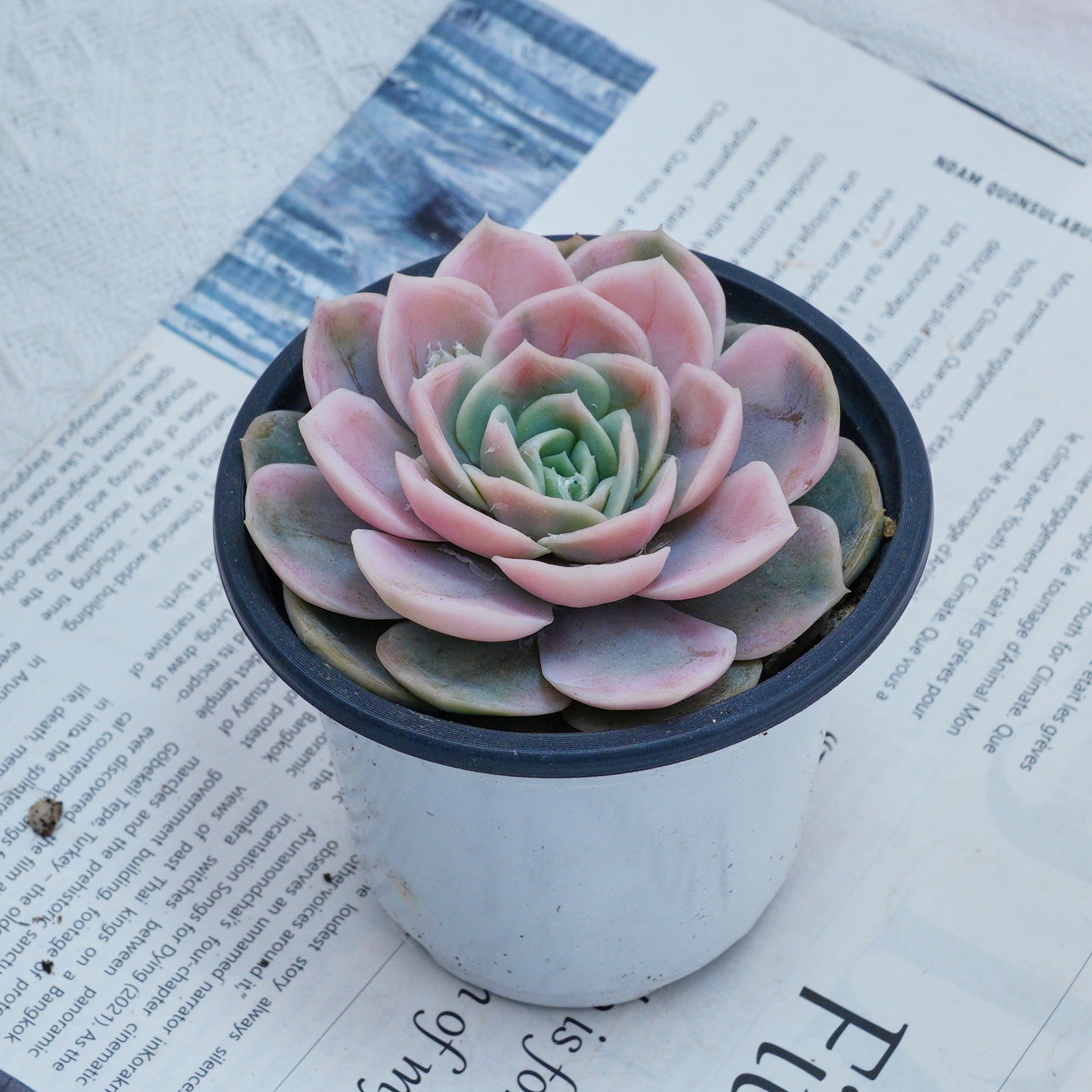 blue and pink succulent 4'' Echeveria Blue Surprise Variegated, Rare Live Succulent Plants –  cocosucculent