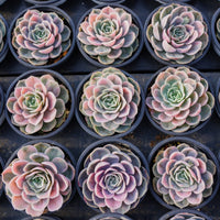 4'' Echeveria Blue Surprise Variegated, Rare Live Succulent Plants