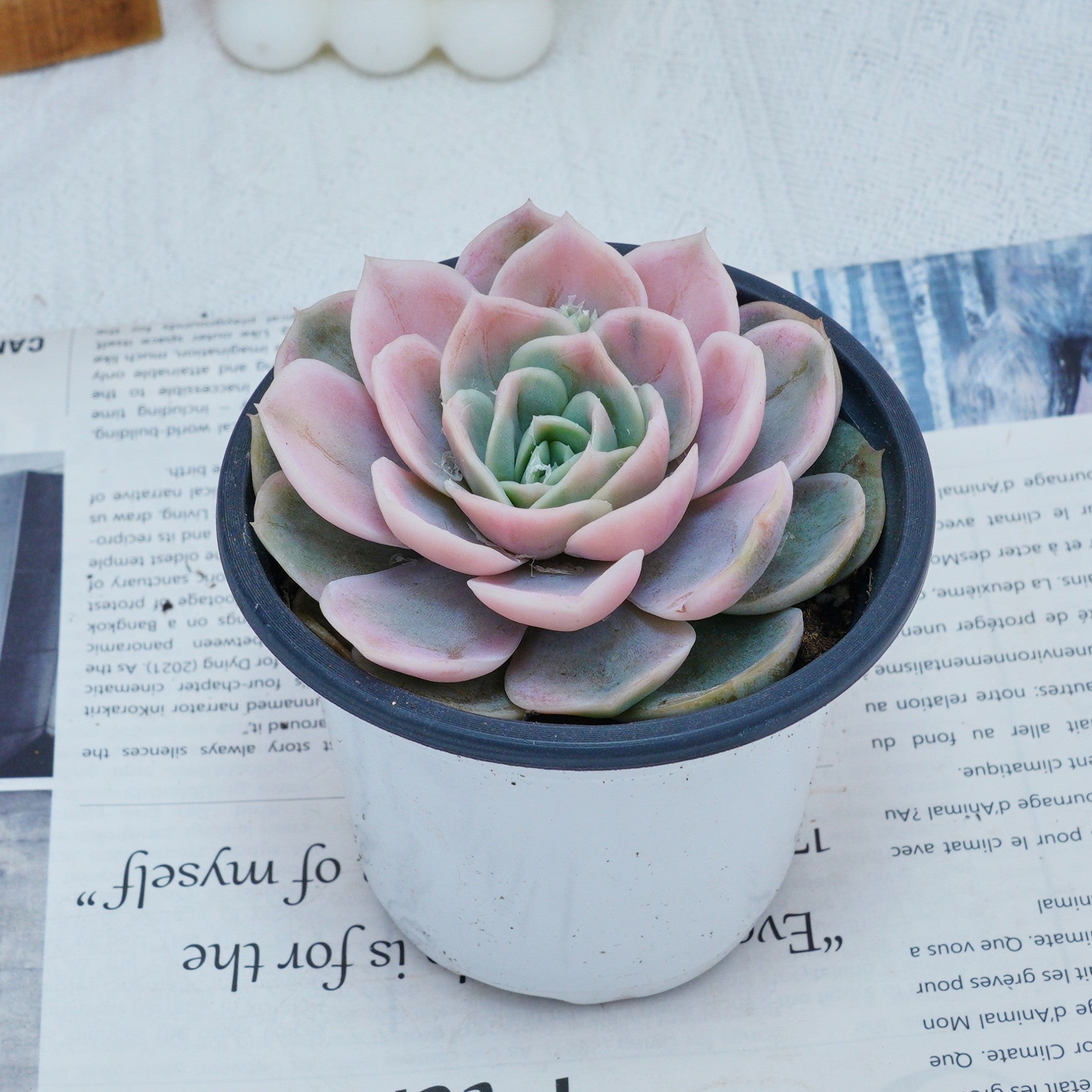 where to buy succulents reddit 4'' Echeveria Blue Surprise Variegated, Rare Live Succulent Plants – cocosucculent