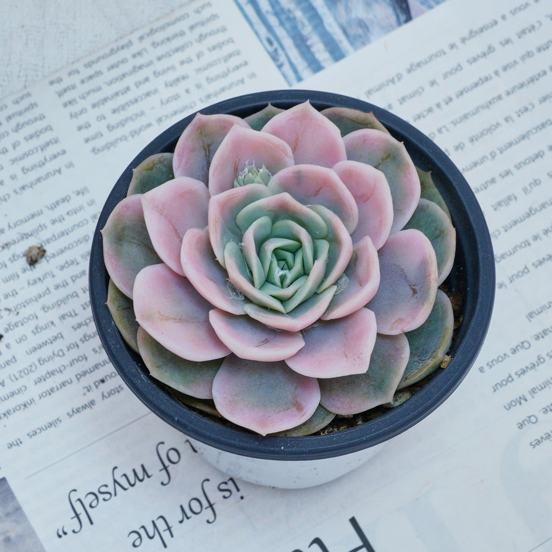 4'' Echeveria Blue Surprise Variegated, Rare Live Succulent Plants