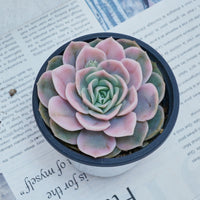 4'' Echeveria Blue Surprise Variegated, Rare Live Succulent Plants