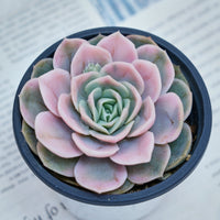 4'' Echeveria Blue Surprise Variegated, Rare Live Succulent Plants