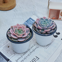 4'' Echeveria Blue Surprise Variegated, Rare Live Succulent Plants