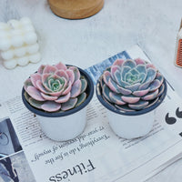 4'' Echeveria Blue Surprise Variegated, Rare Live Succulent Plants