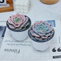 4'' Echeveria Blue Surprise Variegated, Rare Live Succulent Plants