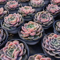 4'' Echeveria Blue Surprise Variegated, Rare Live Succulent Plants