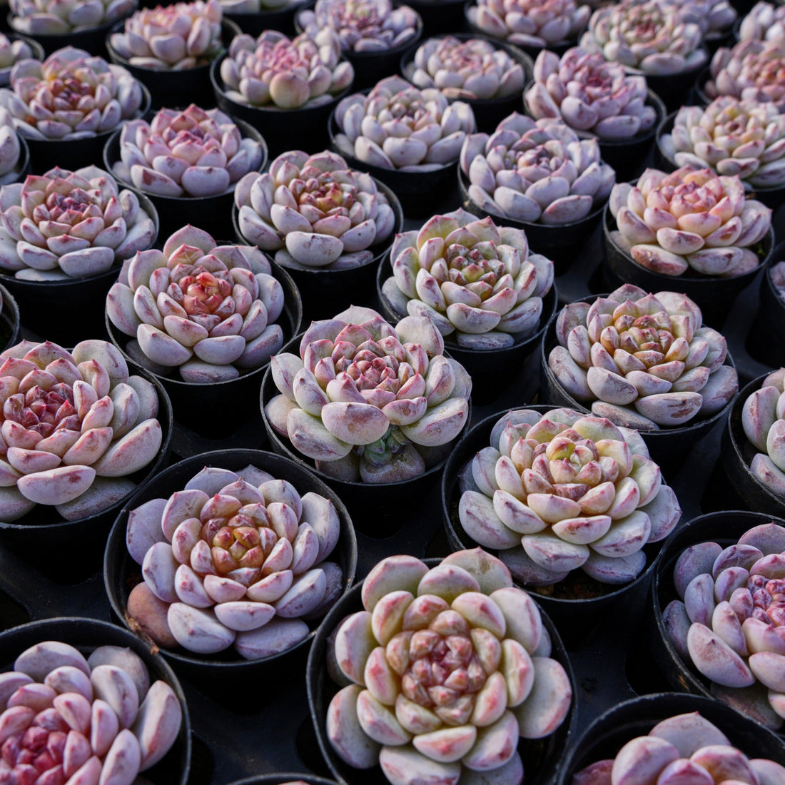 2.5'' Echeveria Ice Soul, Rare Live Succulent Plants