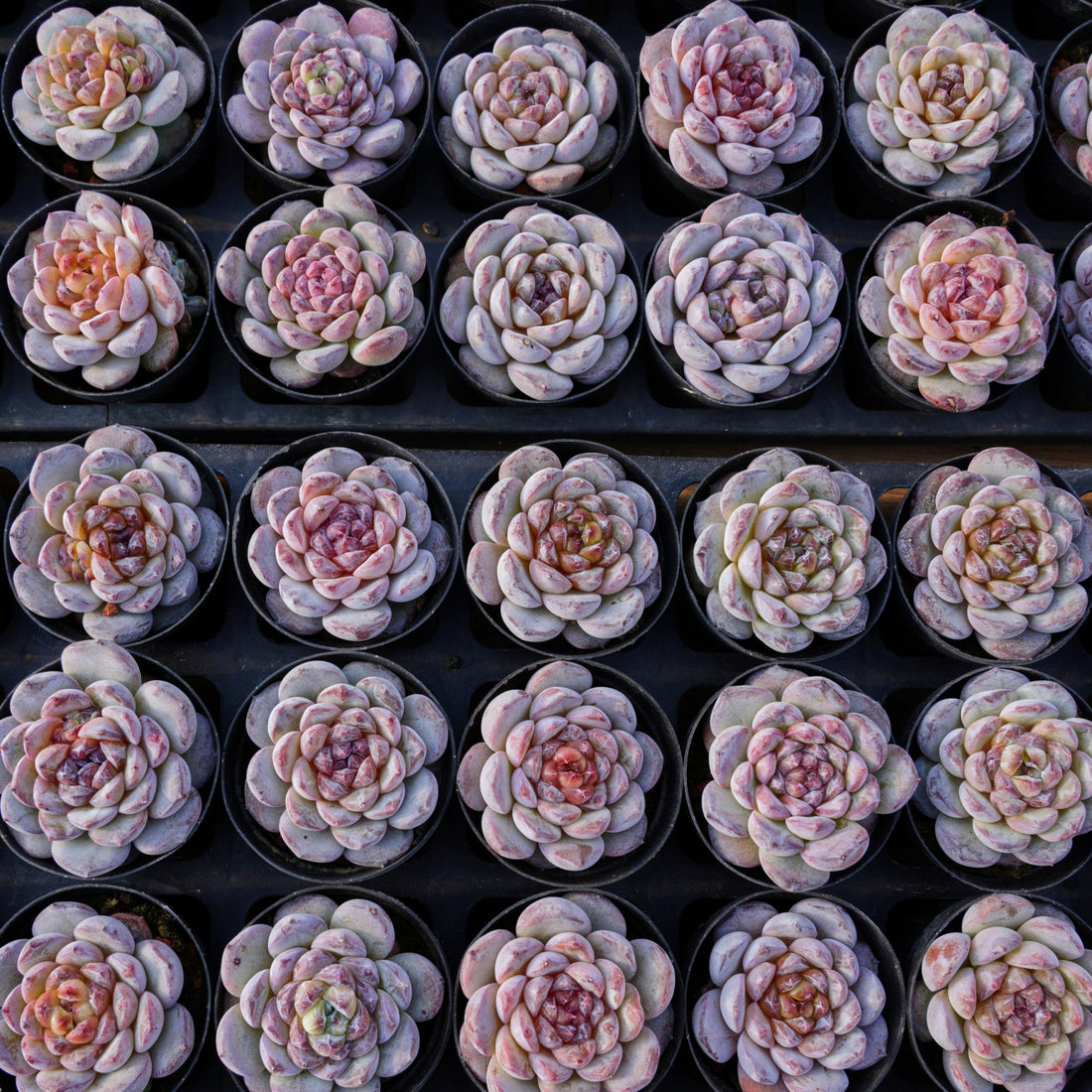2.5'' Echeveria Ice Soul, Rare Live Succulent Plants