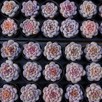 2.5'' Echeveria Ice Soul, Rare Live Succulent Plants