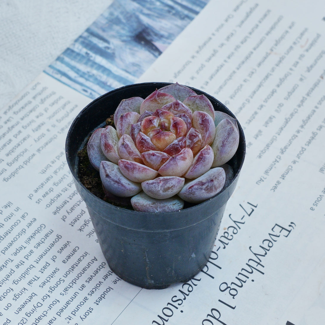 2.5'' Echeveria Ice Soul, Rare Live Succulent Plants