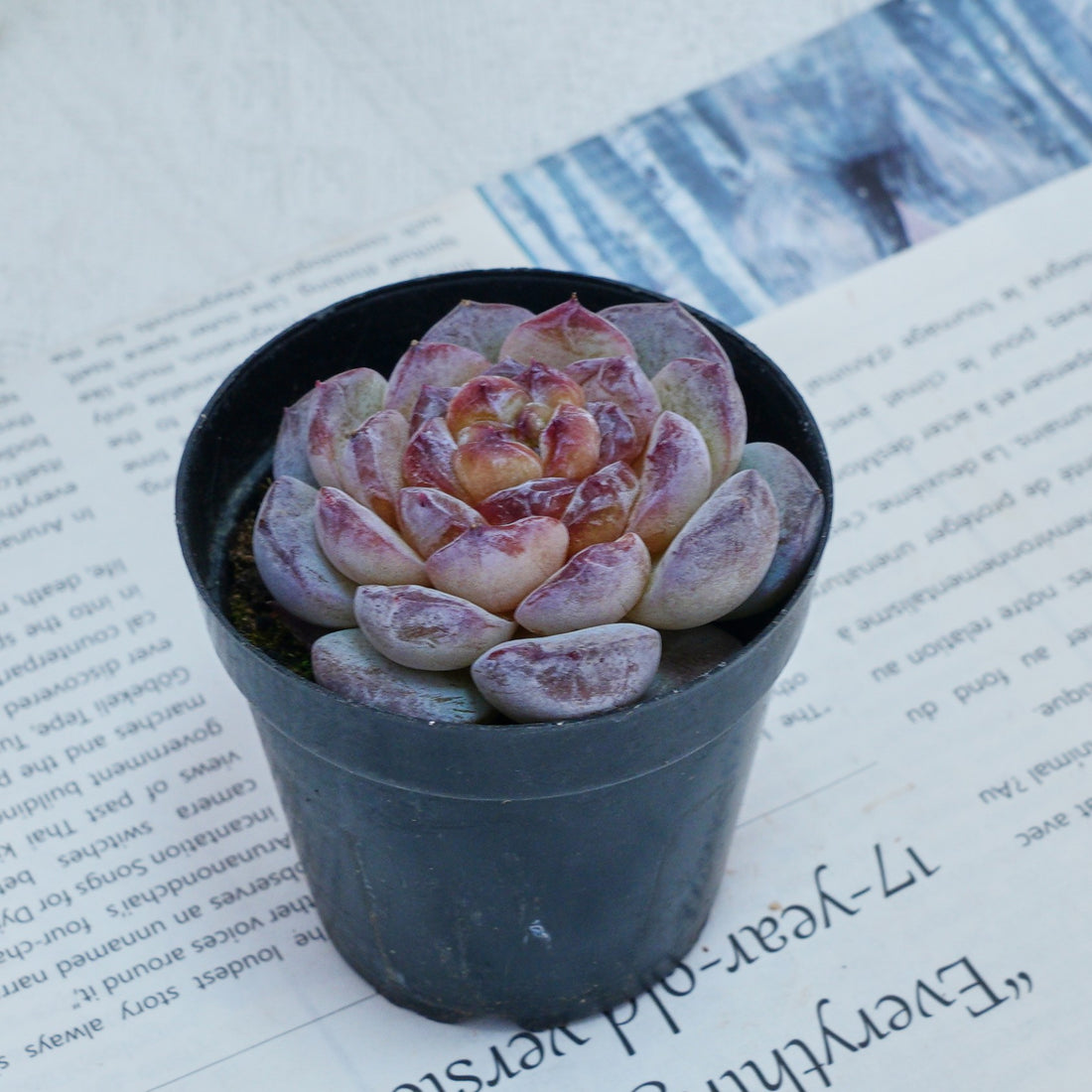 2.5'' Echeveria Ice Soul, Rare Live Succulent Plants
