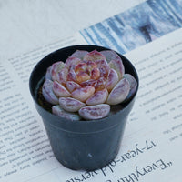2.5'' Echeveria Ice Soul, Rare Live Succulent Plants
