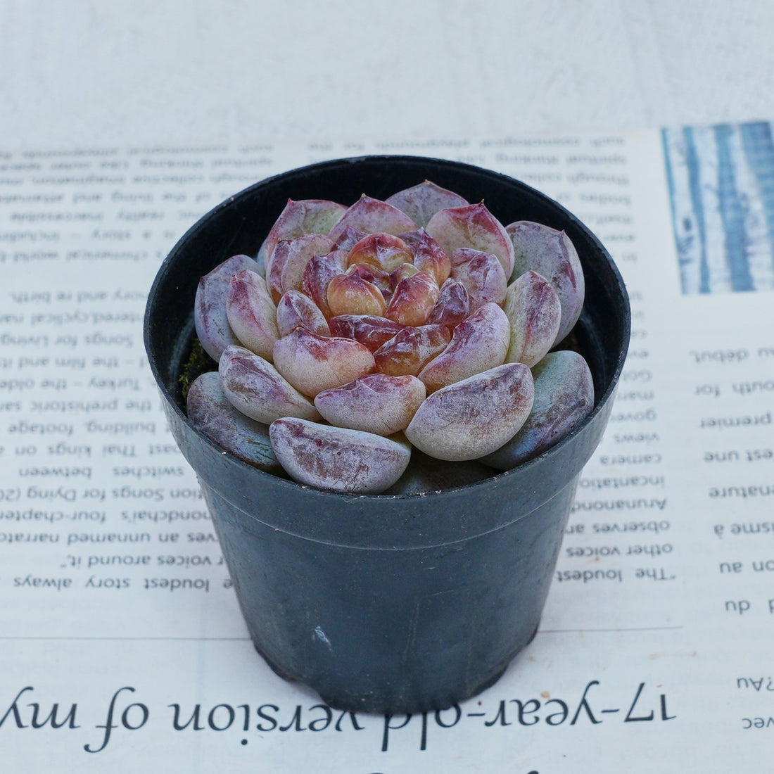 2.5'' Echeveria Ice Soul, Rare Live Succulent Plants