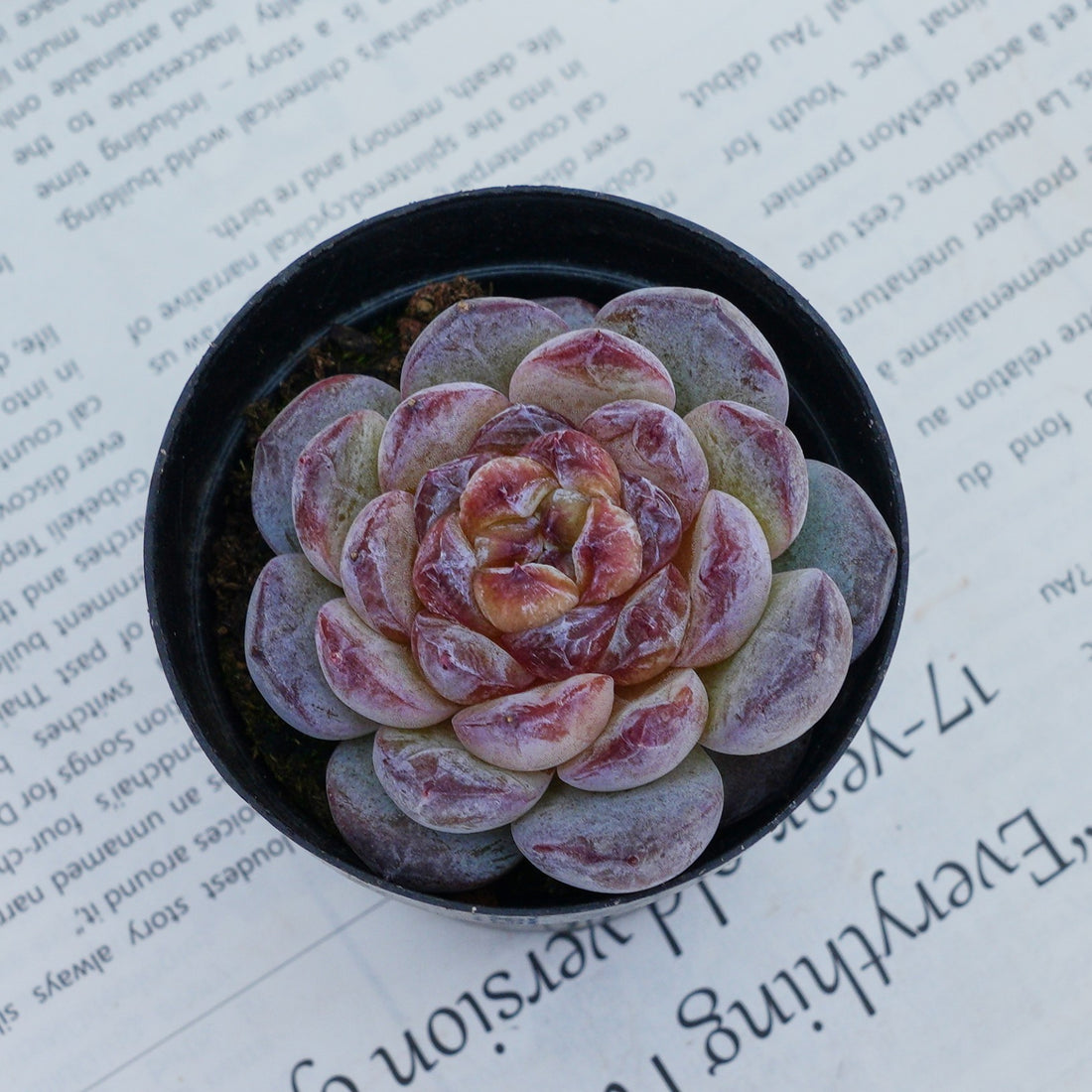 2.5'' Echeveria Ice Soul, Rare Live Succulent Plants