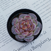 2.5'' Echeveria Ice Soul, Rare Live Succulent Plants
