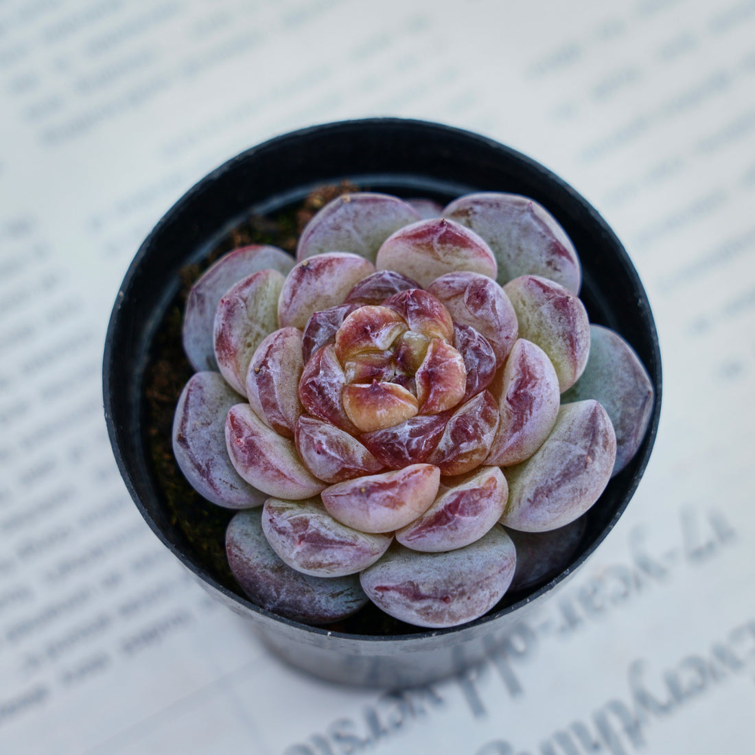2.5'' Echeveria Ice Soul, Rare Live Succulent Plants