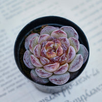 2.5'' Echeveria Ice Soul, Rare Live Succulent Plants