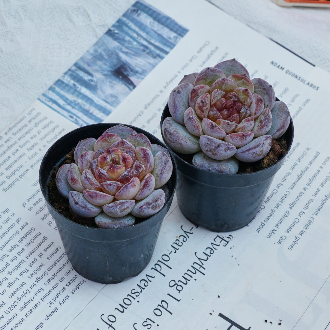2.5'' Echeveria Ice Soul, Rare Live Succulent Plants