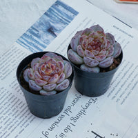 2.5'' Echeveria Ice Soul, Rare Live Succulent Plants